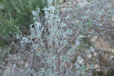 Thymus mastichina, photographed by Rafael Medina