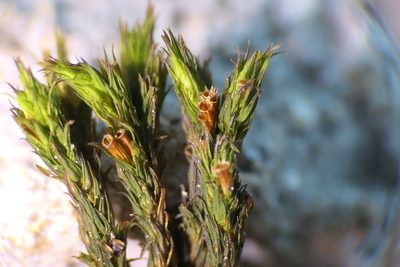 Lewinskya rupestris, photographed by Rafael Medina