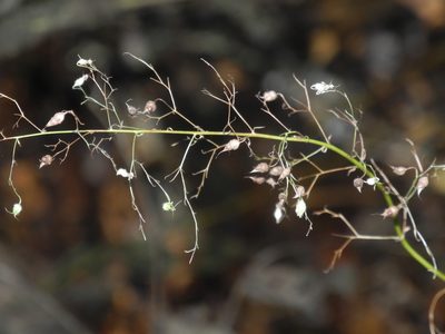 Heuchera villosa, photographed by Michael J. Papay