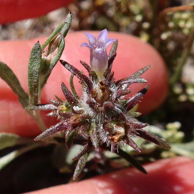 Microcodon glomeratus, photographed by Diana Studer