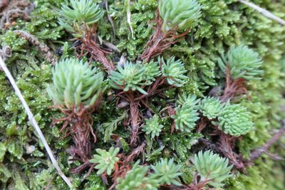 Petrosedum forsterianum, photographed by Rafael Medina