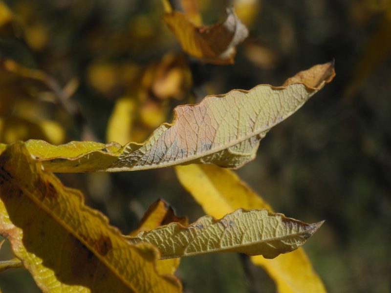 Salix humilis, photographed by Michael J. Papay