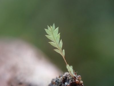 Schistostega pennata, photographed by Randal