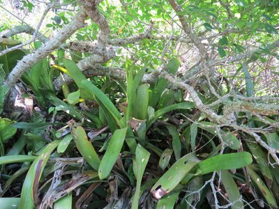 Aechmea nudicaulis, photographed by Victor Farjalla Pontes