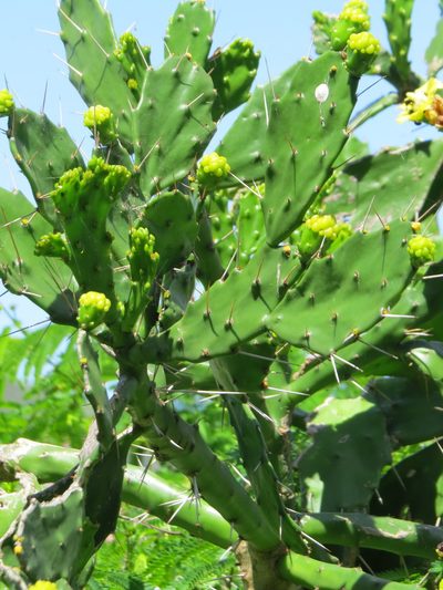 Brasiliopuntia brasiliensis, photographed by Victor Farjalla Pontes