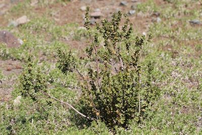 Baccharis rhomboidalis, photographed by Cesar Ormazabal