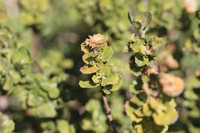 Baccharis rhomboidalis, photographed by Cesar Ormazabal