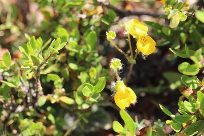 Calceolaria corymbosa, photographed by Cesar Ormazabal