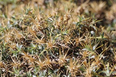 Chuquiraga oppositifolia, photographed by Cesar Ormazabal