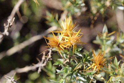 Chuquiraga oppositifolia, photographed by Cesar Ormazabal