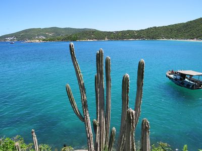 Pilosocereus ulei, photographed by Victor Farjalla Pontes