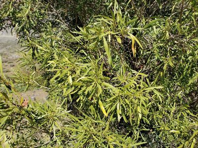 Kageneckia angustifolia, photographed by Cesar Ormazabal