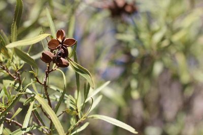 Kageneckia angustifolia, photographed by Cesar Ormazabal