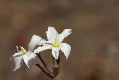 Leucocoryne ixioides, photographed by Cesar Ormazabal
