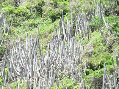 Pilosocereus ulei, photographed by Victor Farjalla Pontes