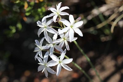 Leucocoryne ixioides, photographed by Cesar Ormazabal