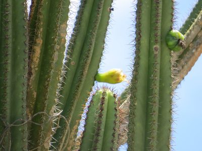 Pilosocereus arrabidae, photographed by Victor Farjalla Pontes