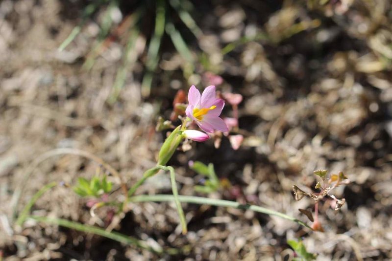 Olsynium scirpoideum, photographed by Cesar Ormazabal