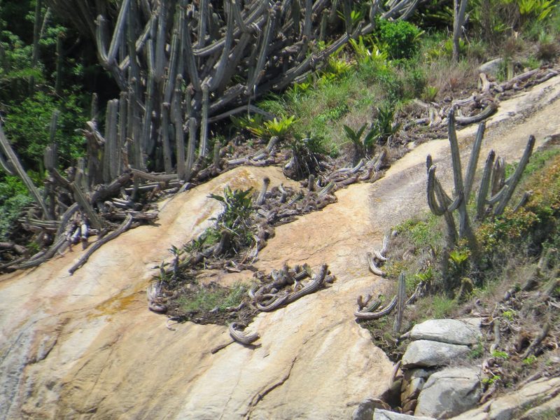 Coleocephalocereus fluminensis, photographed by Victor Farjalla Pontes