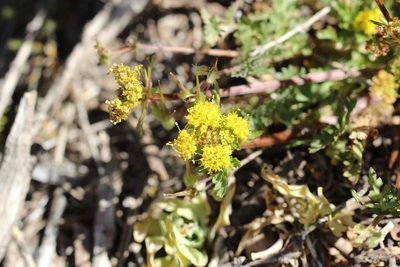 Sanicula graveolens, photographed by Cesar Ormazabal