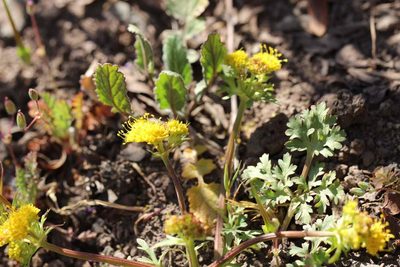 Sanicula graveolens, photographed by Cesar Ormazabal