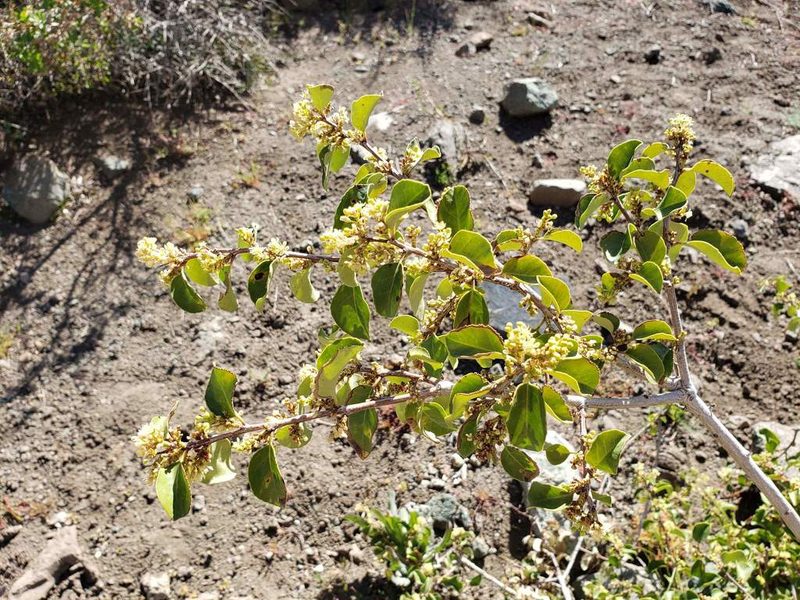 Schinus montana, photographed by Cesar Ormazabal