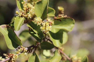 Schinus montana, photographed by Cesar Ormazabal