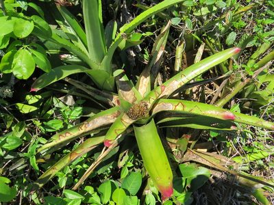 Neoregelia cruenta, photographed by Victor Farjalla Pontes