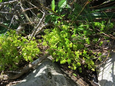Pilea carautae, photographed by Victor Farjalla Pontes