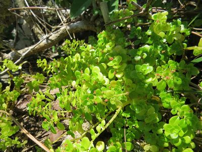 Pilea carautae, photographed by Victor Farjalla Pontes