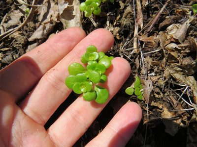 Pilea carautae, photographed by Victor Farjalla Pontes
