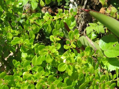 Pilea carautae, photographed by Victor Farjalla Pontes