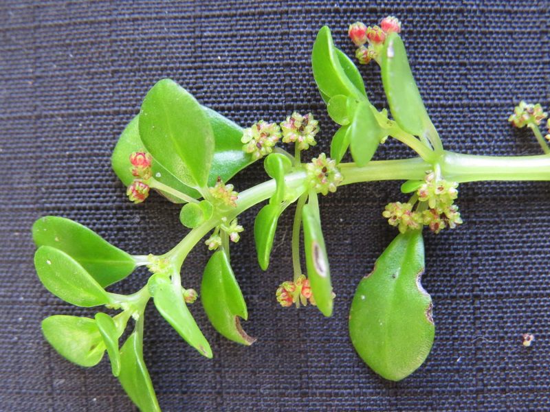 Pilea carautae, photographed by Victor Farjalla Pontes