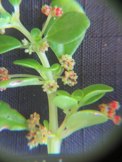Pilea carautae, photographed by Victor Farjalla Pontes