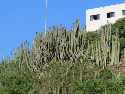 Pilosocereus ulei, photographed by Victor Farjalla Pontes