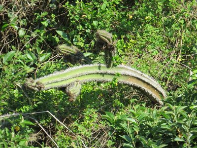 Pilosocereus arrabidae, photographed by Victor Farjalla Pontes