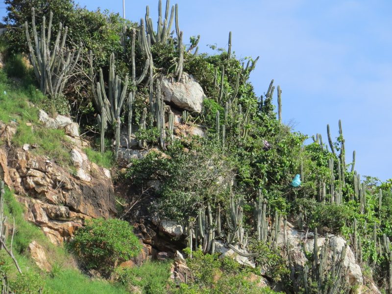 Pilosocereus ulei, photographed by Victor Farjalla Pontes