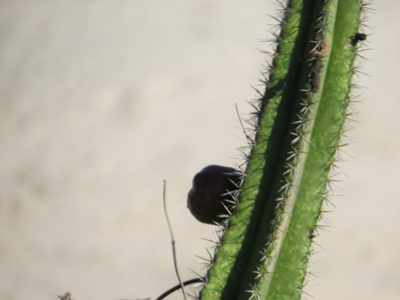 Pilosocereus arrabidae, photographed by Victor Farjalla Pontes