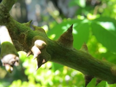 Ceiba erianthos, photographed by Victor Farjalla Pontes