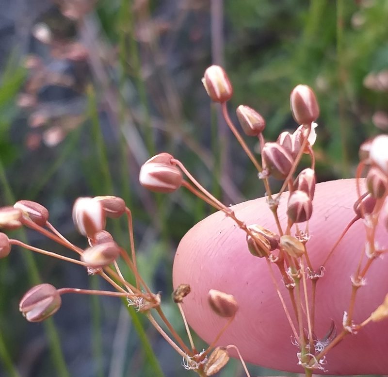 Pharnaceum elongatum, photographed by kevin koen