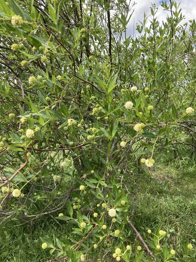 Cephalanthus glabratus, photographed by Facundo Chieffo