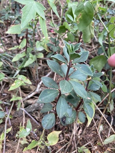 Peperomia comarapana, photographed by Facundo Chieffo
