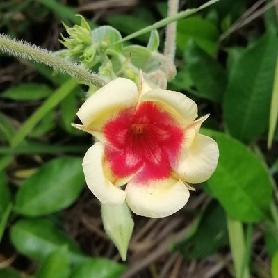 Mandevilla hirsuta, photographed by Kozue Kawakami