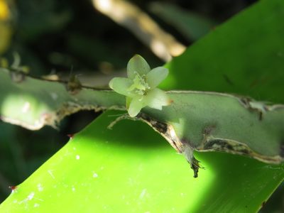Lepismium cruciforme, photographed by Victor Farjalla Pontes