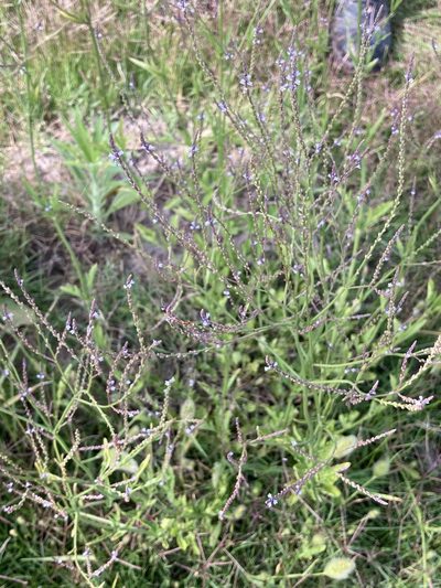 Verbena gracilescens, photographed by Facundo Chieffo