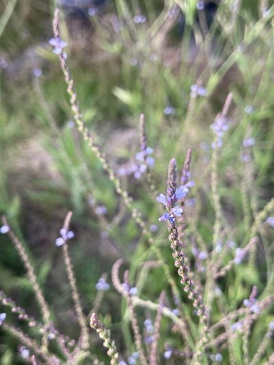 Verbena gracilescens, photographed by Facundo Chieffo