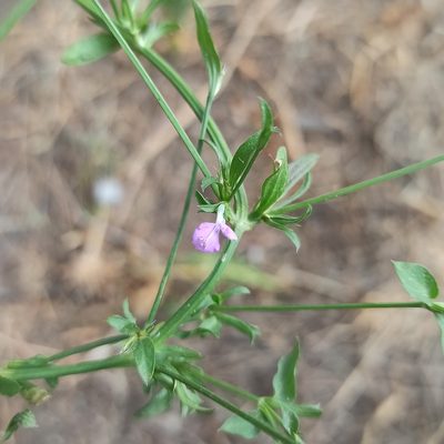 Dicliptera peduncularis, photographed by Juan Carlos Fonseca Mata