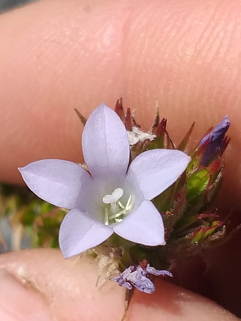 Roella spicata, photographed by kevin koen