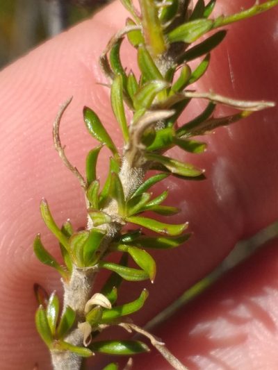 Roella spicata, photographed by kevin koen