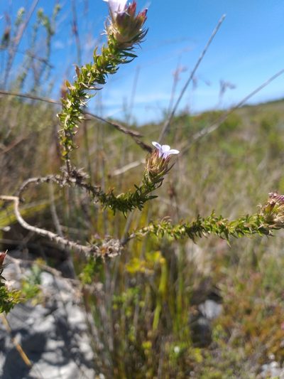 Roella spicata, photographed by kevin koen